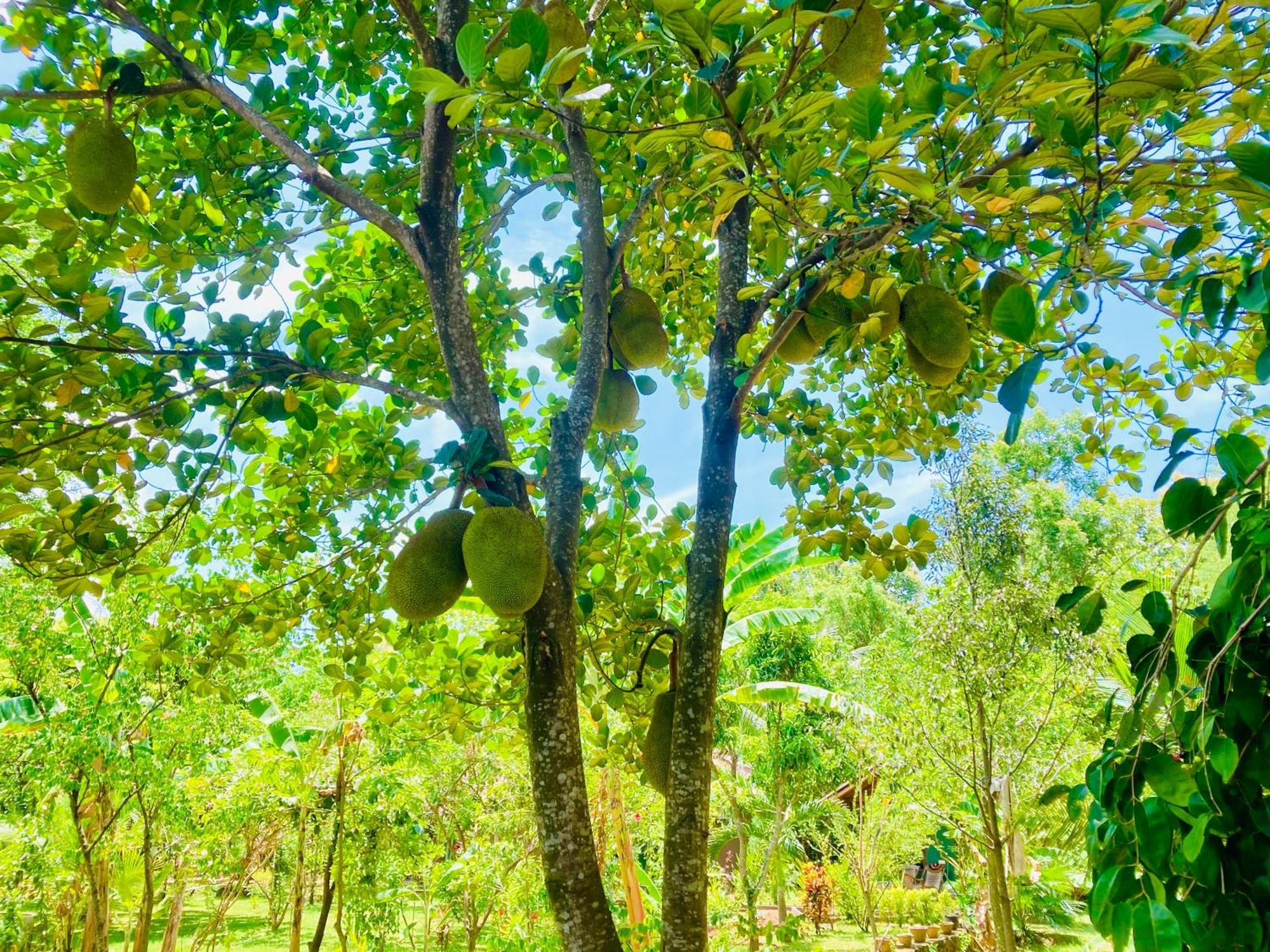 Suncity Privacy Cottages Udawalawe Exteriör bild